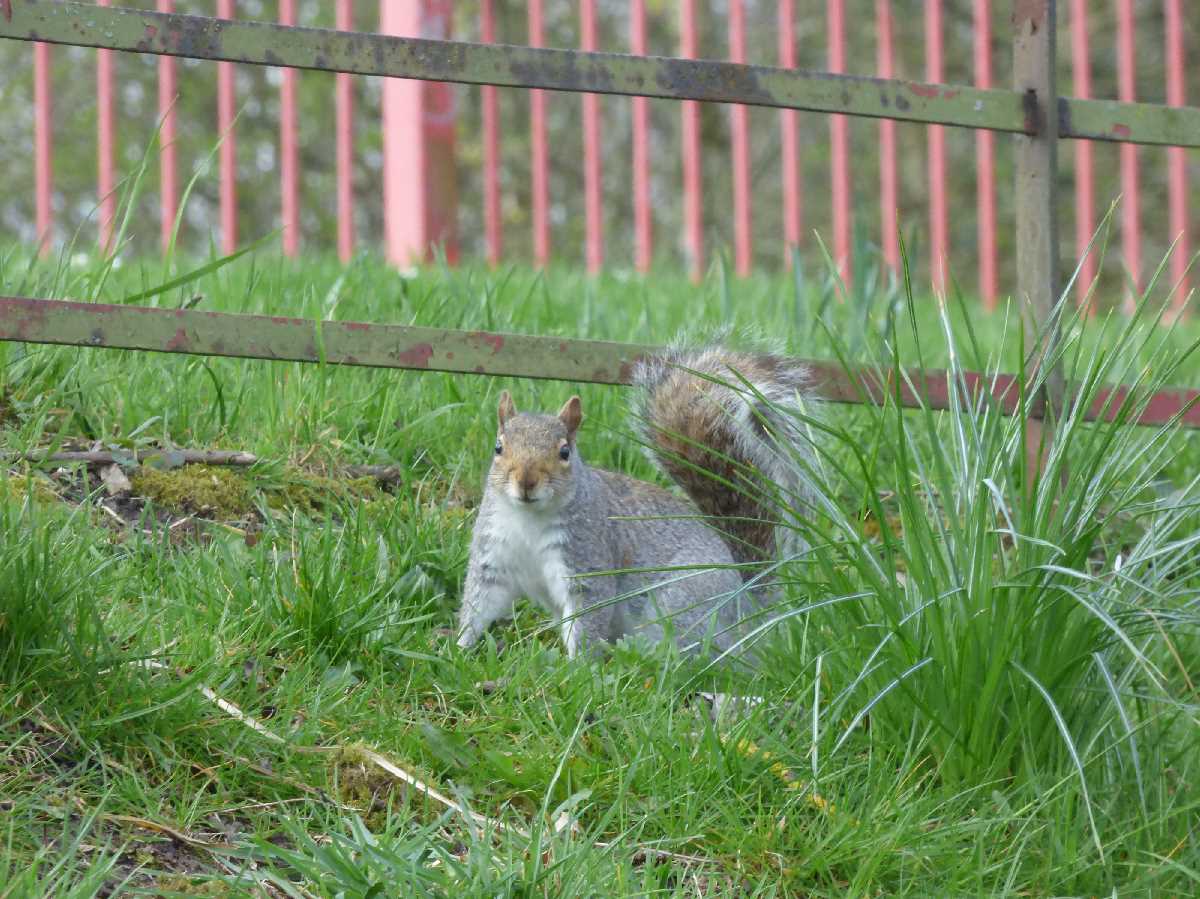Kings Heath Park (April 2018)